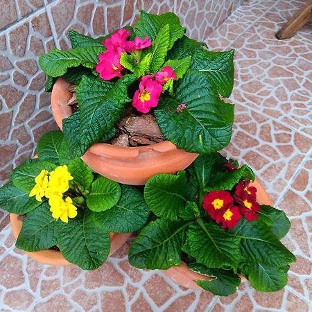 Casa Da Rosarinha Villa Agua de Alto Ngoại thất bức ảnh