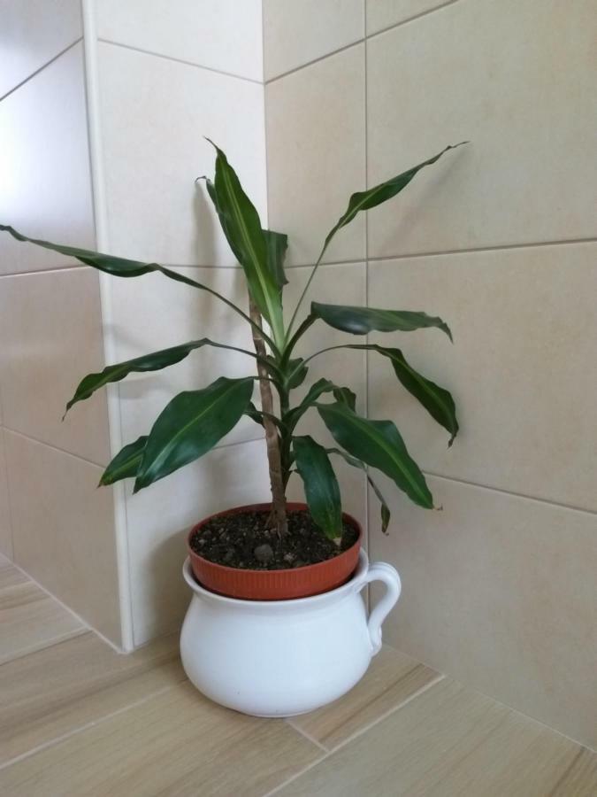 Casa Da Rosarinha Villa Agua de Alto Ngoại thất bức ảnh